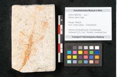 Foto (Objekt + Etikett) von Arbutus serra Unger (NHMW-GEO-2024-0188-8180)